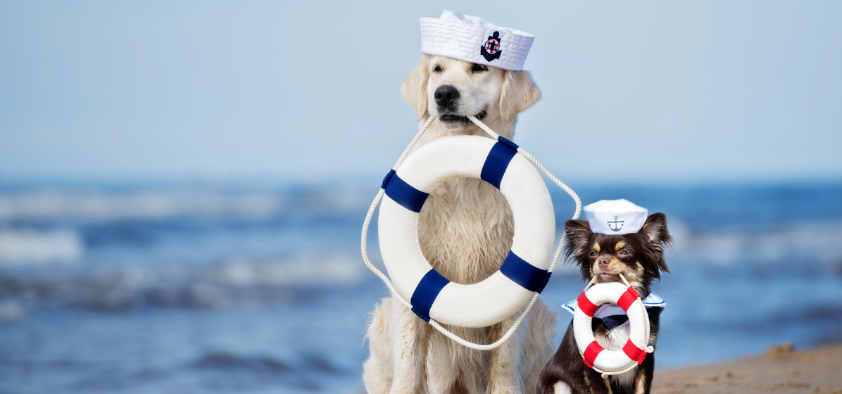 Caring for your dog in the summer
