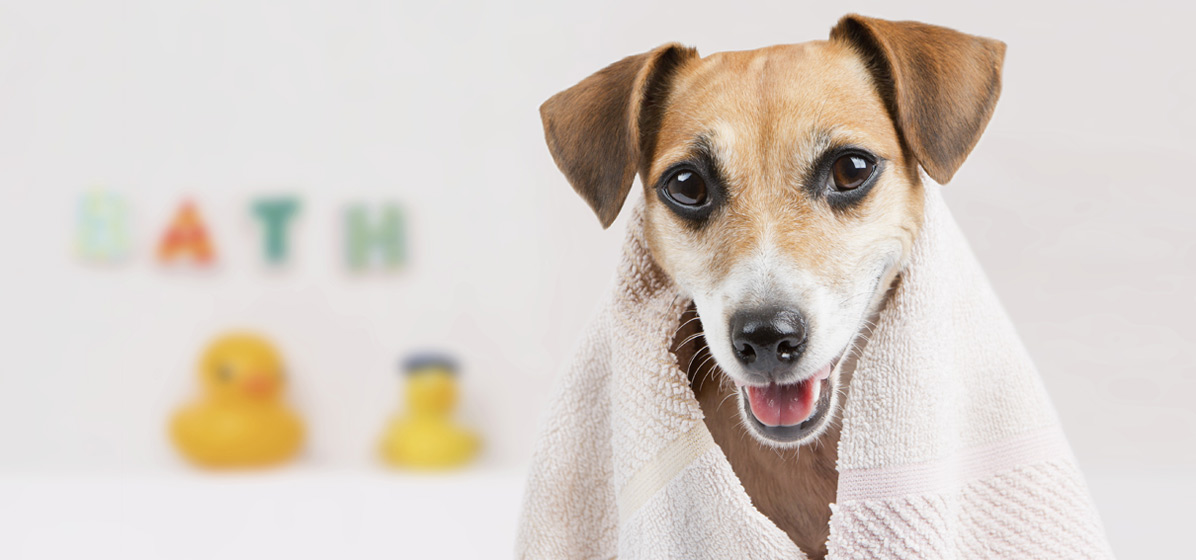 Caring for Your Dog’s Coat