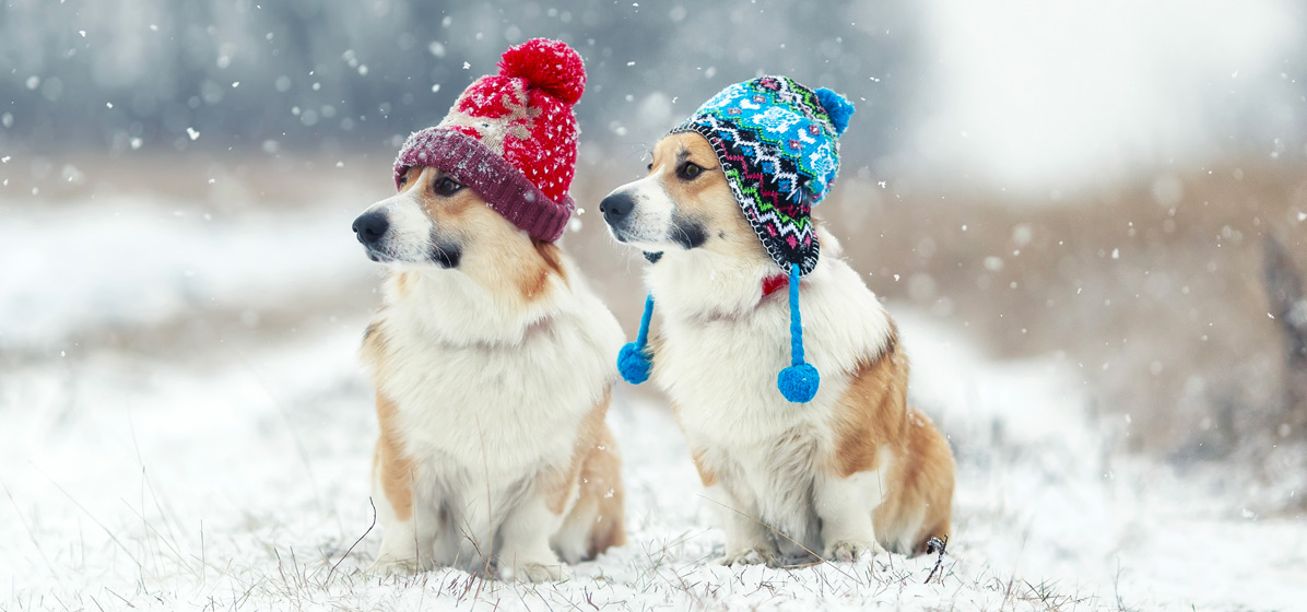 Zimske tegobe psov